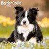 KNYGA Bookshop Border Collie Calendar 2026 Square Dog Breed Wall Calendar - 16 Month