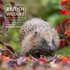 KNYGA Nicholls, Will British Wildlife Photography Awards 14
