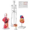 Žmogaus anatomijos modelių rinkinys. 4 dalys (smegenys. širdis. torsas. skeletas)