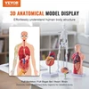 VEVOR Žmogaus anatomijos modelių rinkinys, 4 dalių: smegenys, liemuo, širdis ir skeletas