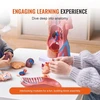 VEVOR Žmogaus kūno modelis, 23 dalių, 18 colių, liemens anatomijos modelis su nuimamais organais