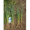 Bioaktyvatorius augalams BioAktiv Plants 5kg, 25kg, BioAktiv: 5kg