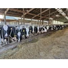 Pašarų priedas galvijams BioAktiv 5kg, 20kg, BioAktiv: 5kg