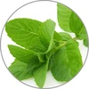 Pipirmėčių esencija Medisana Aroma 60036 10ml