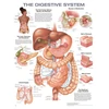 KNYGA Digestive System Anatomical Chart