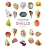 KNYGA Andreia Salvador Interesting Shells