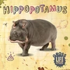 KNYGA Anthony William Hippopotamus