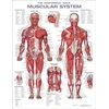 KNYGA Bookshop Anatomical Male Muscular System Anatomical Chart