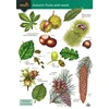 KNYGA Bookshop Autumn fruits and seeds
