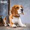 KNYGA Bookshop Beagle Calendar 2026 Square Dog Breed Wall Calendar - 16 Month