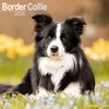 KNYGA Bookshop Border Collie Calendar 2026 Square Dog Breed Wall Calendar - 16 Month