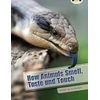 KNYGA Bookshop Bug Club Independent Non Fiction Year Two Baltas A How Animals Smell, Taste and Touch