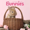 KNYGA Bookshop Bunnies Square Mini Calendar 2026