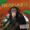KNYGA Bookshop Chimpanzee