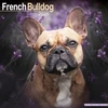 KNYGA Bookshop French Bulldog Calendar 2026 Square Dog Breed Wall Calendar - 16 Month