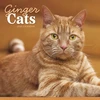 KNYGA Bookshop Ginger Cats Square Wall Calendar 2026