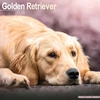 KNYGA Bookshop Golden Retriever Calendar 2026 Square Dog Breed Wall Calendar - 16 Month