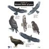 KNYGA Bookshop Guide to British Birds of Prey