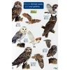 KNYGA Bookshop Guide to British Owls and Owl Pellets