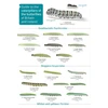 KNYGA Bookshop Guide to caterpillars of the butterflies of Britain and Ireland