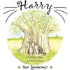 KNYGA Bookshop Harry a Cat's Tale, a Purrfect Day