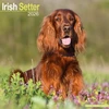 KNYGA Bookshop Irish Setter Calendar 2026 Square Dog Breed Wall Calendar - 16 Month