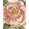 KNYGA Bookshop John Derian Picture Book II