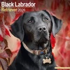 KNYGA Bookshop Juodas Labrador Retriever Calendar 2026 Square Dog Breed Wall Calendar - 16 Month