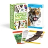 KNYGA Bookshop Our World in Pictures Animals of the World Flash Cards