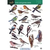 KNYGA Bookshop Park and garden birds