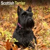 KNYGA Bookshop Scottish Terrier Calendar 2026 Square Dog Breed Wall Calendar - 16 Month