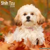 KNYGA Bookshop Shih Tzu Calendar 2026 Square Dog Breed Wall Calendar - 16 Month