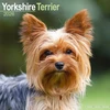 KNYGA Bookshop Yorkshire Terrier Calendar 2026 Square Dog Breed Wall Calendar - 16 Month