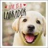KNYGA Charlie Eliis Love is a Labrador