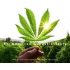 KNYGA David Goodman American Cannabis Story