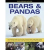 KNYGA Michael Bright Exploring Nature: Bears &amp; Pandas