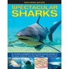 KNYGA Michael Bright Exploring Nature: Spectacular Sharks