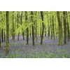 KNYGA Peony Press Memo Block - Bluebells