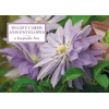 KNYGA Peony Press Tin Box of 20 Gift Cards and Envelopes: Clematis