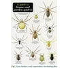 KNYGA Richard Lewington Guide to House and Garden Spiders