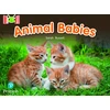 KNYGA Sarah Russell Bug Club Reading Corner: Age 4-7: Animal Babies