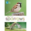 KNYGA Amy Jane Beer RSPB Spotlight Sparrows