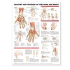 KNYGA Anatomy and Injuries of the Hand and Wrist Anatomical Chart
