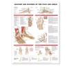 KNYGA Anatomical Chart Anatomy and Injuries of the Foot and Ankle