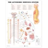 KNYGA Autonomic Nervous System Anatomical Chart