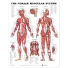 KNYGA Female Muscular System Anatomical Chart