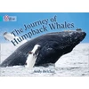 KNYGA Andy Belcher Journey of Humpback Whales