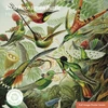 KNYGA Bookshop Adult Sustainable Jigsaw Puzzle V&amp;A: Hummingbirds