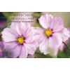 KNYGA Bookshop Card Box of 20 Notecards and Envelopes: Rožinė Cosmos