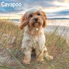 KNYGA Bookshop Cavapoo Calendar 2026 Square Dog Breed Wall Calendar - 16 Month